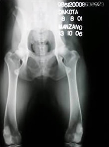 Ch. Dakota de Pomerland - Caderas