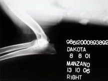 Ch. Dakota de Pomerland - Codo Derecho