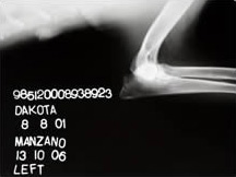 Ch. Dakota de Pomerland - Codo Izquierdo