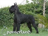 Ch. Johnny Walker de Pomerland
