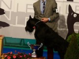 Ch. Nero de Pomerland 3º Best In Show. Handler: Javier Álvarez.