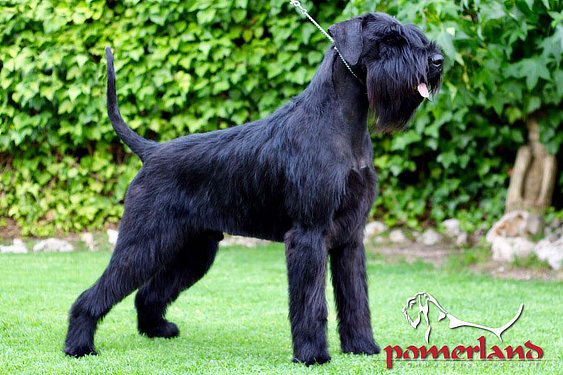 Usain Bolt de Pomerland